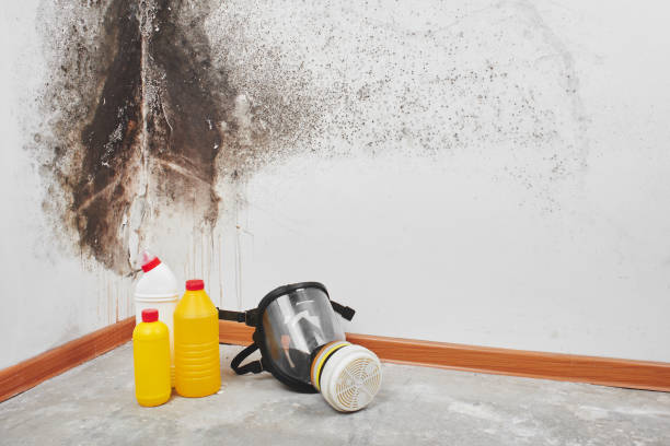 Attic Mold Removal in Lebanon, OR