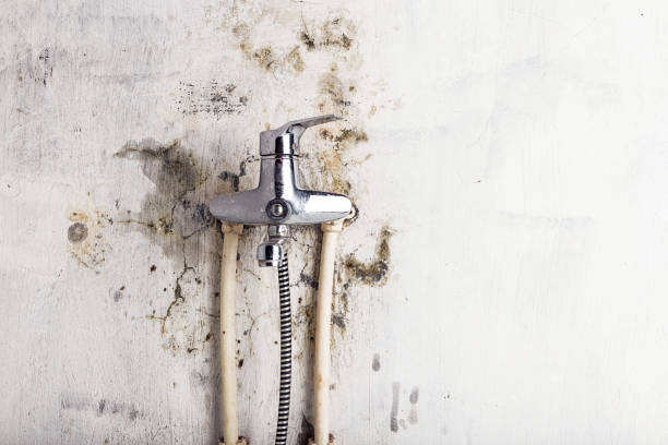 Best Office Mold Removal Services  in Lebanon, OR
