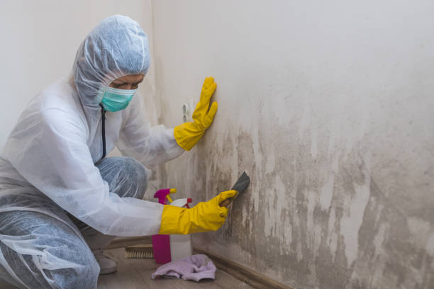 Best Local Mold Removal Service  in Lebanon, OR
