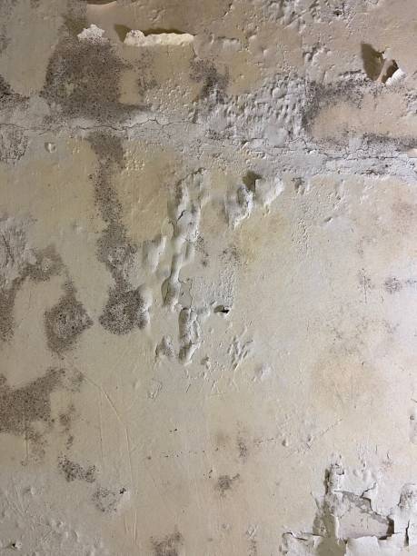 Best Attic Mold Removal  in Lebanon, OR