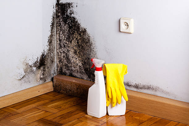 Best Mold Damage Repair  in Lebanon, OR