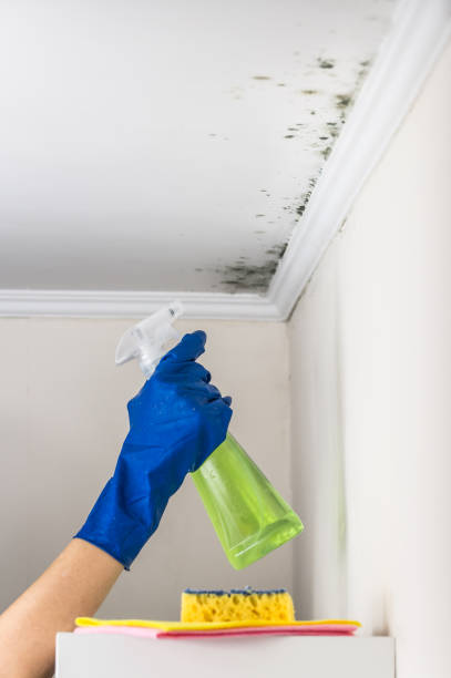 Best Home Mold Removal  in Lebanon, OR