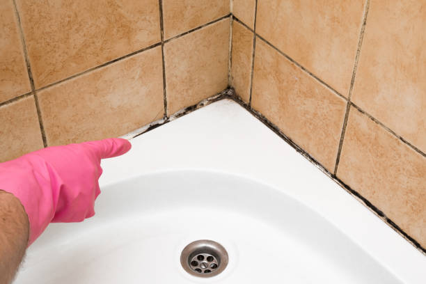 Best Affordable Mold Removal  in Lebanon, OR