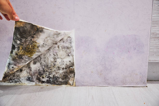 Best Best Mold Removal Companies  in Lebanon, OR